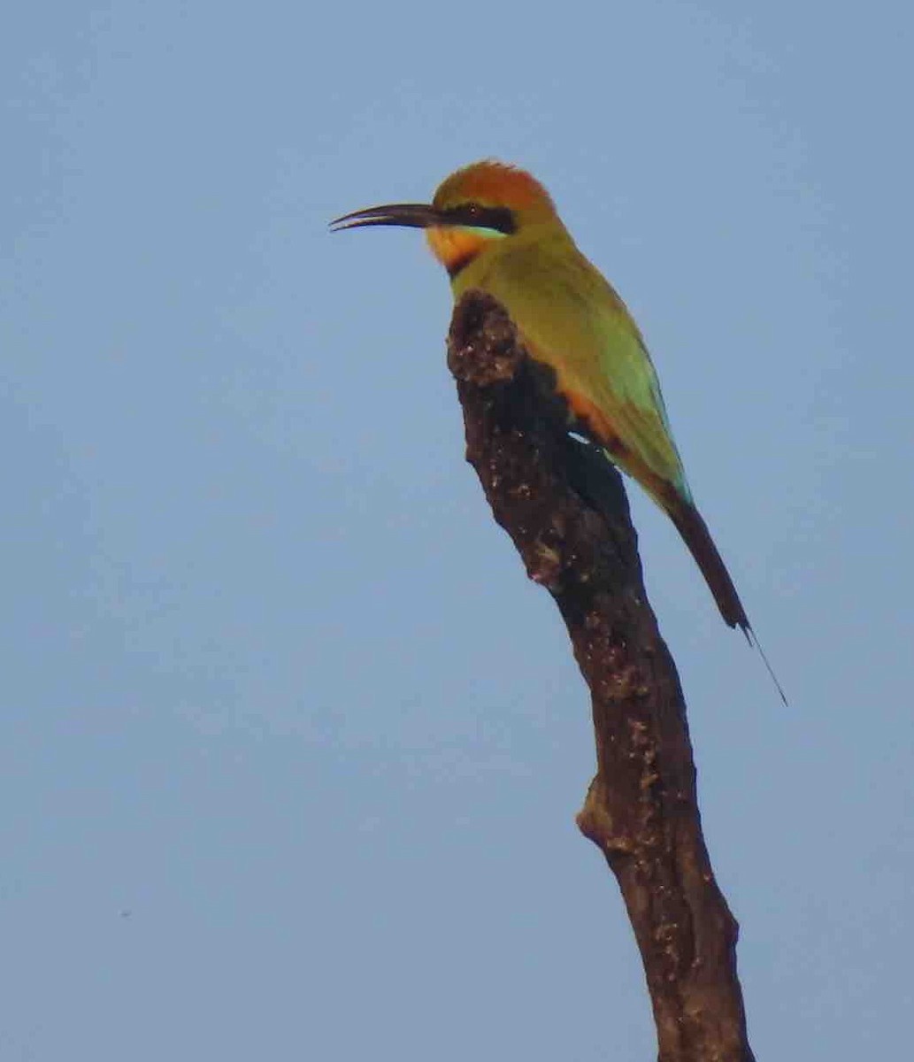 Rainbow Bee-eater - Paul R Clyne
