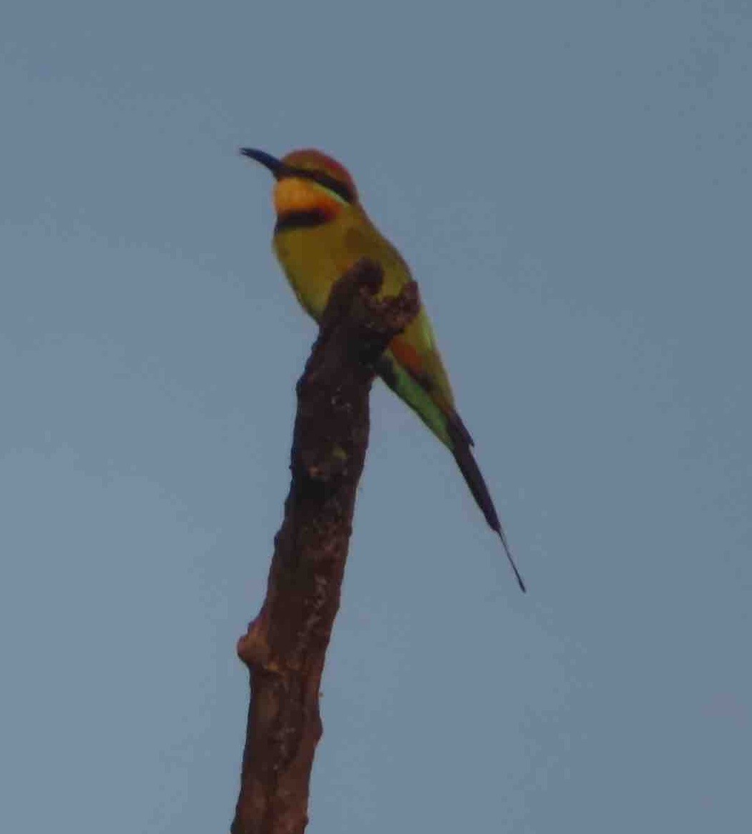 Rainbow Bee-eater - ML589653471
