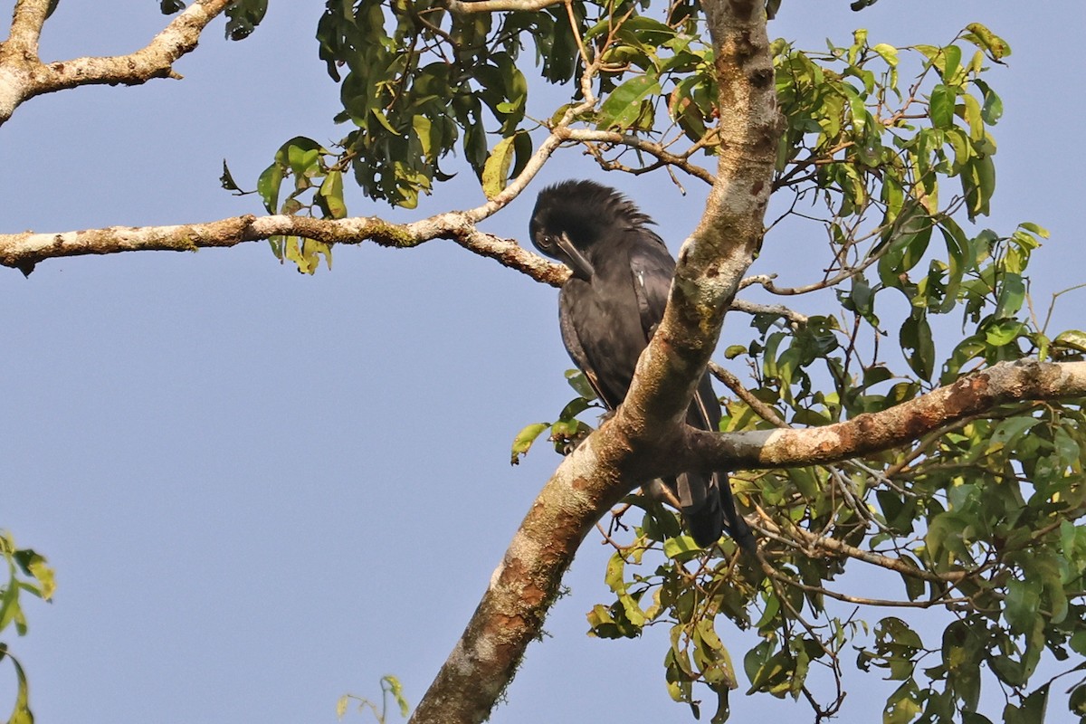 Slender-billed Crow (Sunda) - ML589660201