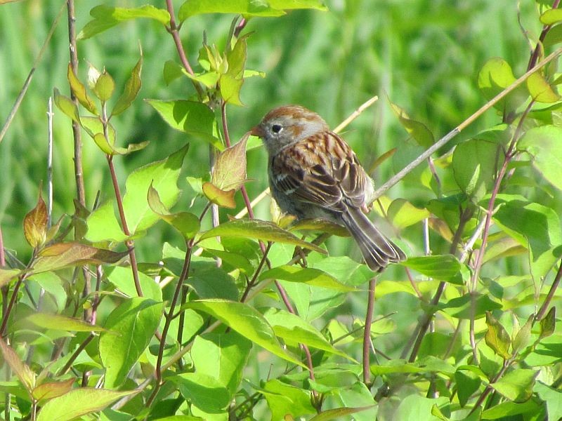 Field Sparrow - ML58966051