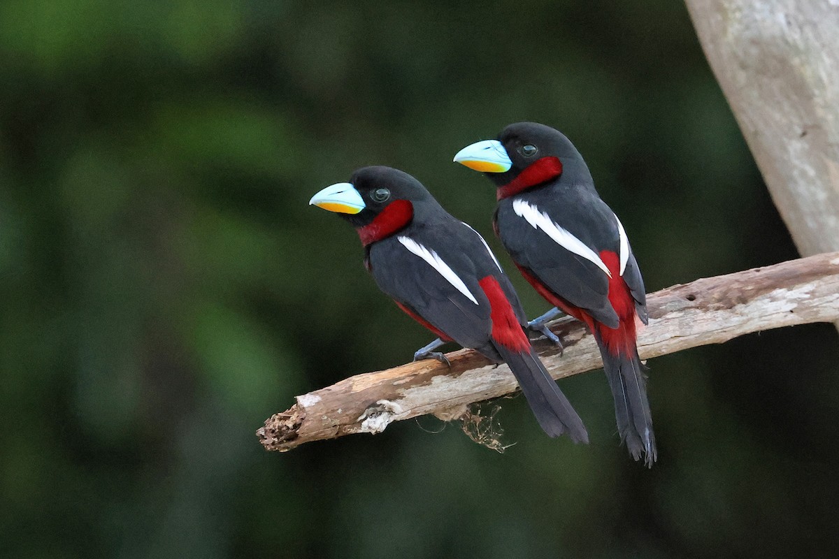 Black-and-red Broadbill (Black-and-red) - ML589662331