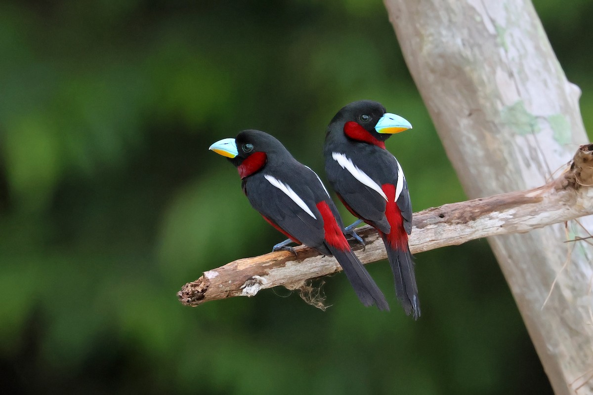 Black-and-red Broadbill (Black-and-red) - ML589662341