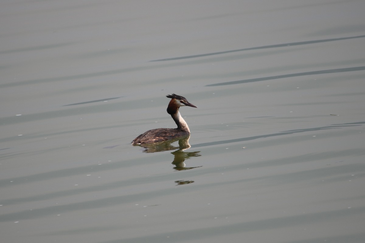 Great Crested Grebe - ML58966381