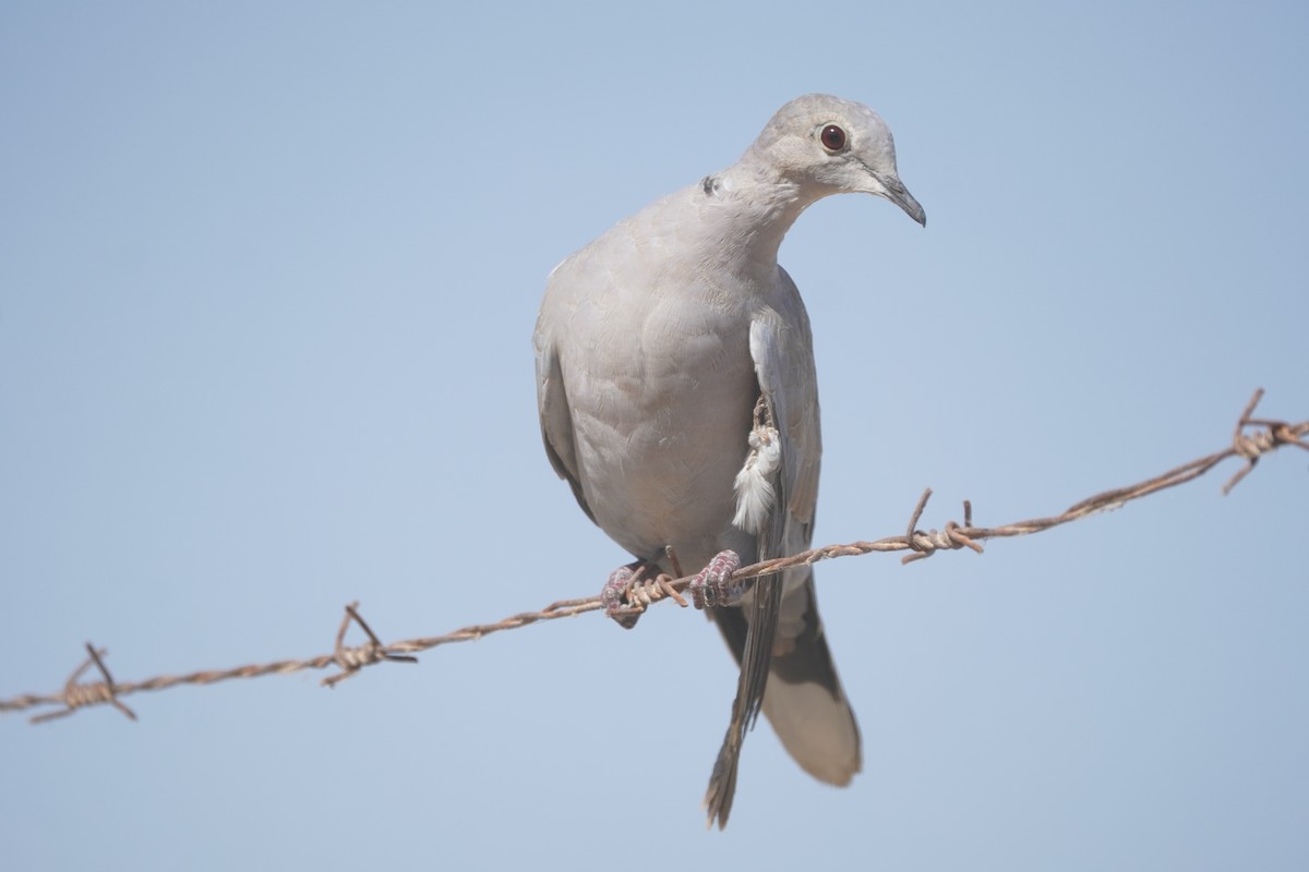 Eurasian Collared-Dove - ML589666361