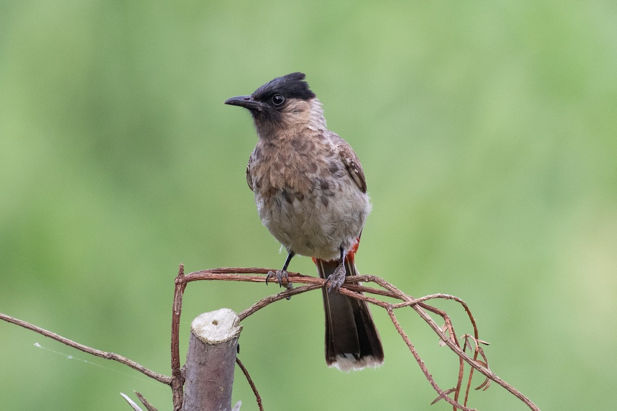 Red-vented Bulbul - ML589666471