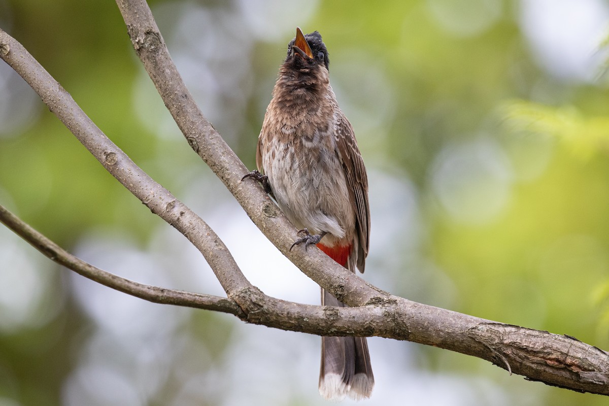 Red-vented Bulbul - ML589666551