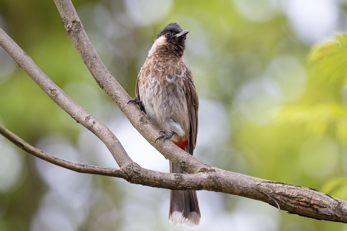 Red-vented Bulbul - ML589666561