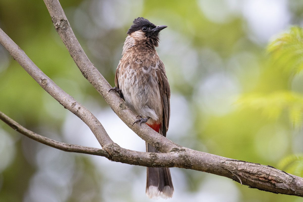 Red-vented Bulbul - ML589666571