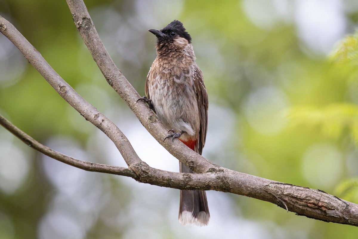 Red-vented Bulbul - ML589666581