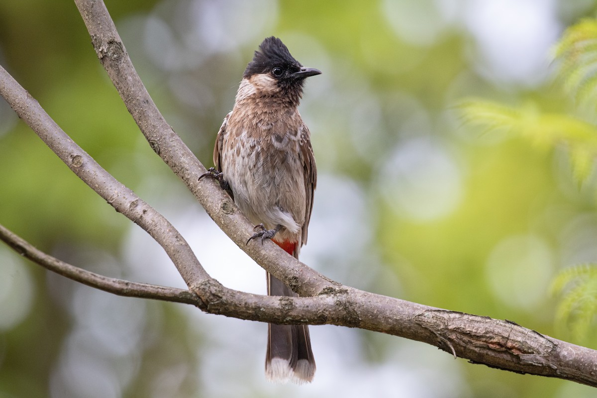 Red-vented Bulbul - ML589666591