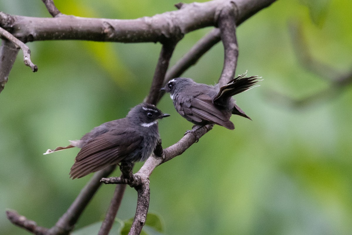 White-throated Fantail - ML589668141