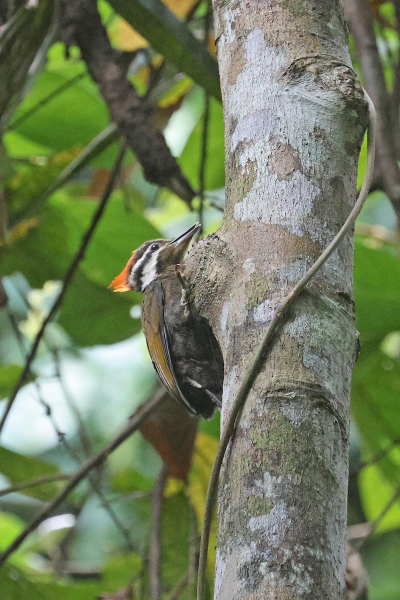Olive-backed Woodpecker - ML589673301