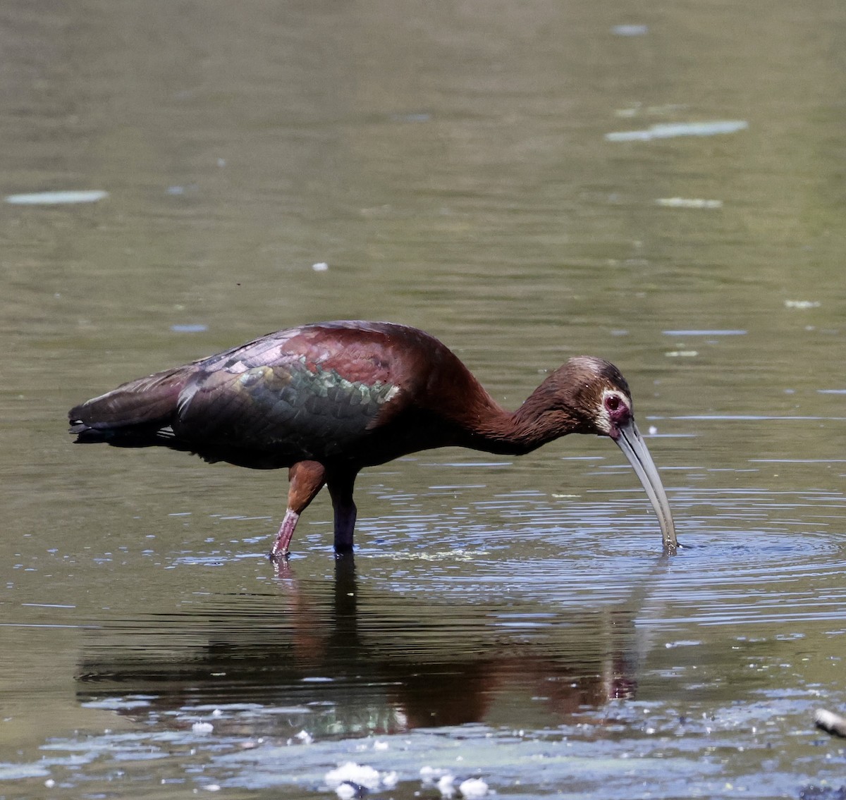 ibis americký - ML589675691