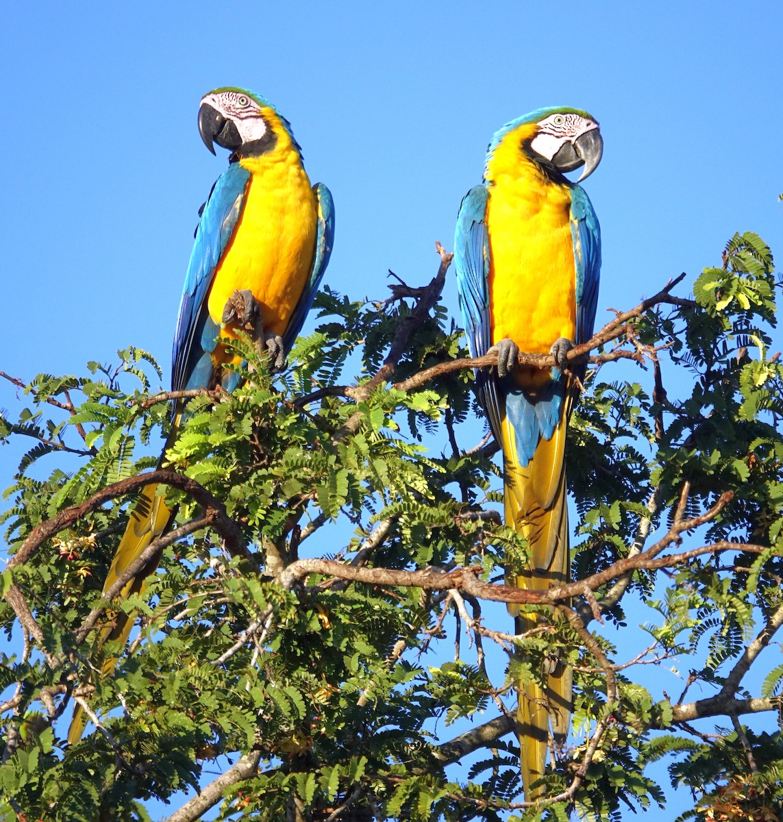 Blue-and-yellow Macaw - ML589676401