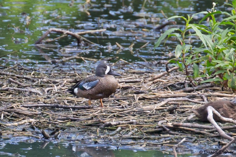 Blue-winged Teal - ML58967811