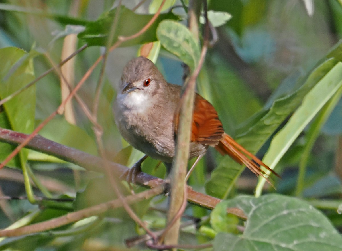 Plain-crowned Spinetail - ML589679701