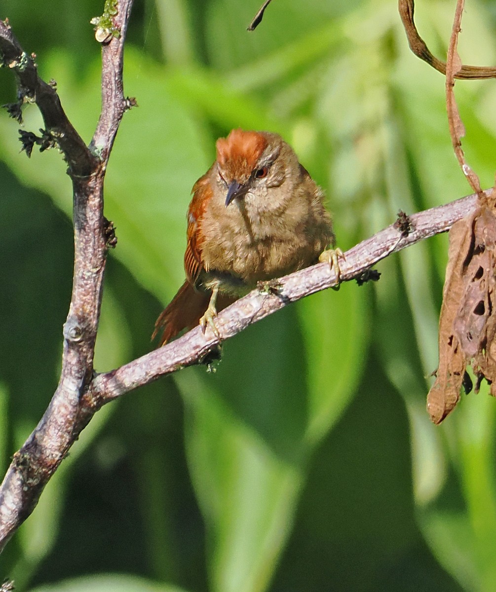 Ash-browed Spinetail - ML589680351