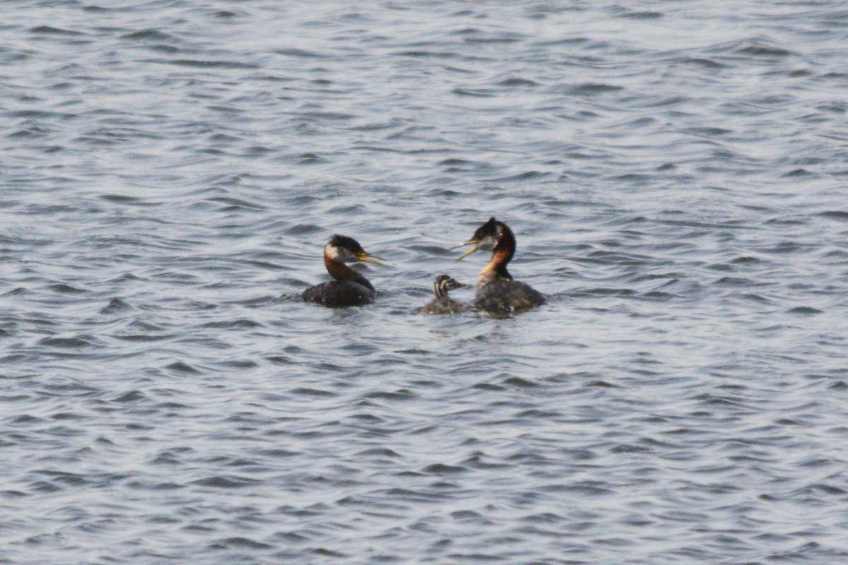 Red-necked Grebe - ML589684221