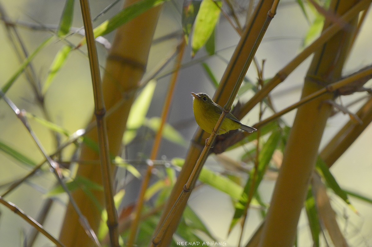 Green-crowned Warbler - ML589685371