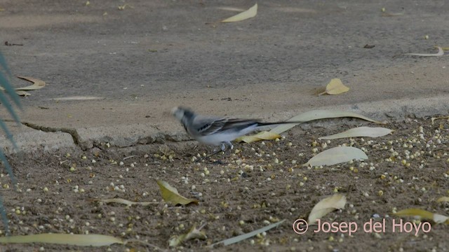 White Wagtail (White-faced) - ML589686441