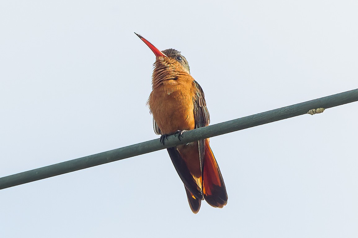 kolibřík ryšavý - ML589686681