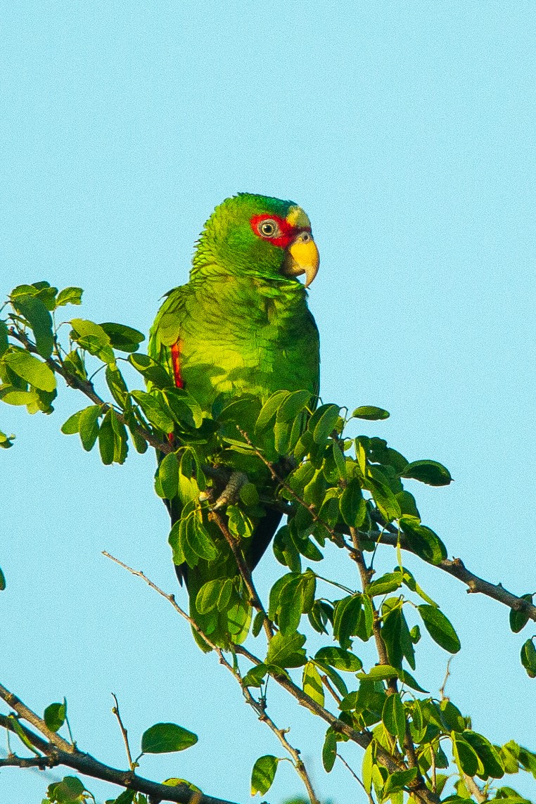 White-fronted Parrot - ML589686881