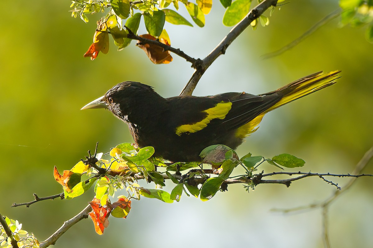 Yellow-winged Cacique - ML589687041