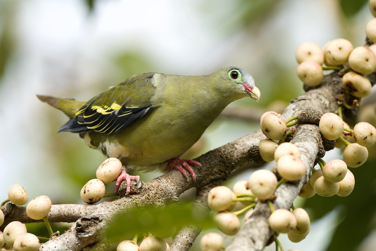 Thick-billed Green-Pigeon - ML589687471