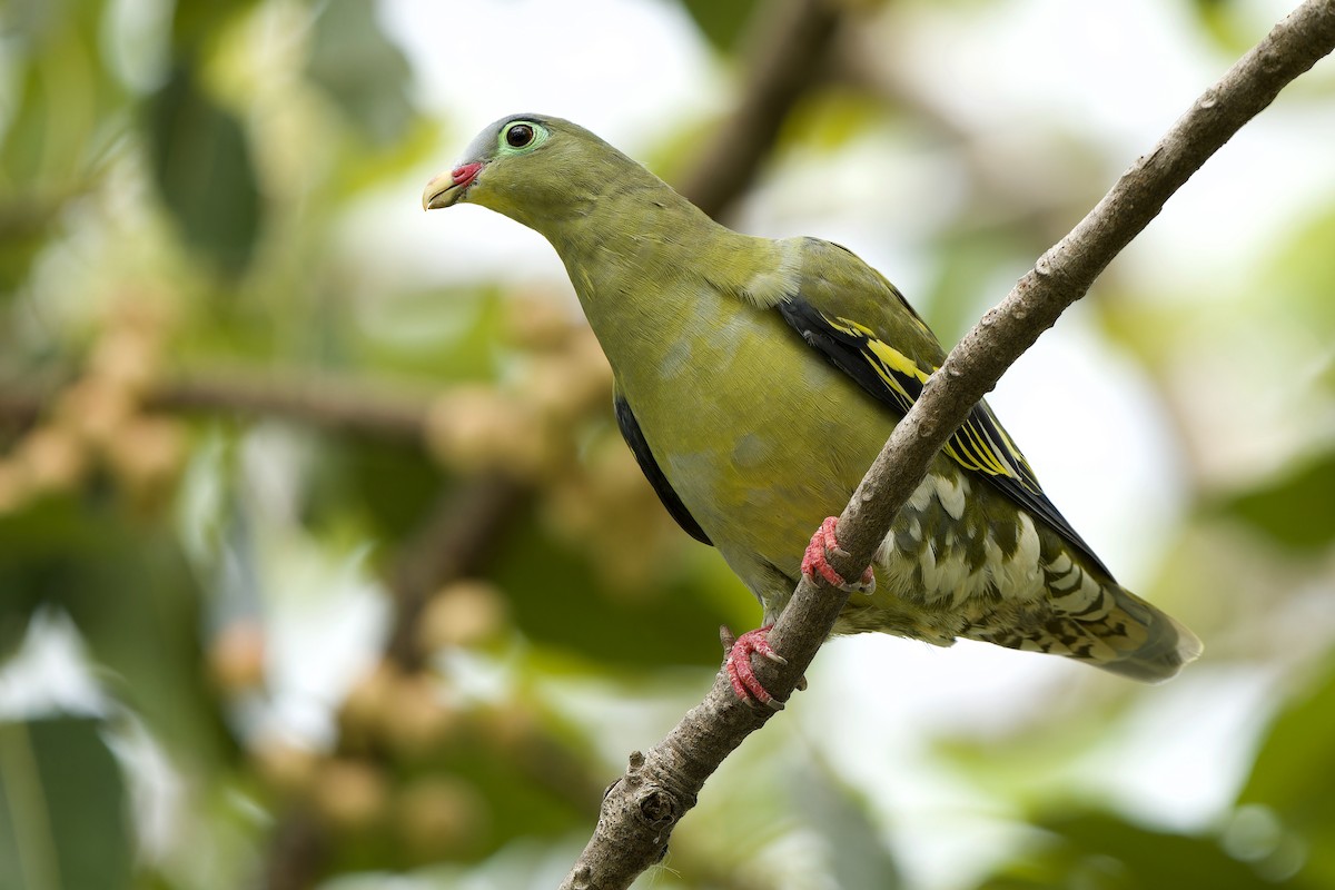 Thick-billed Green-Pigeon - ML589687481