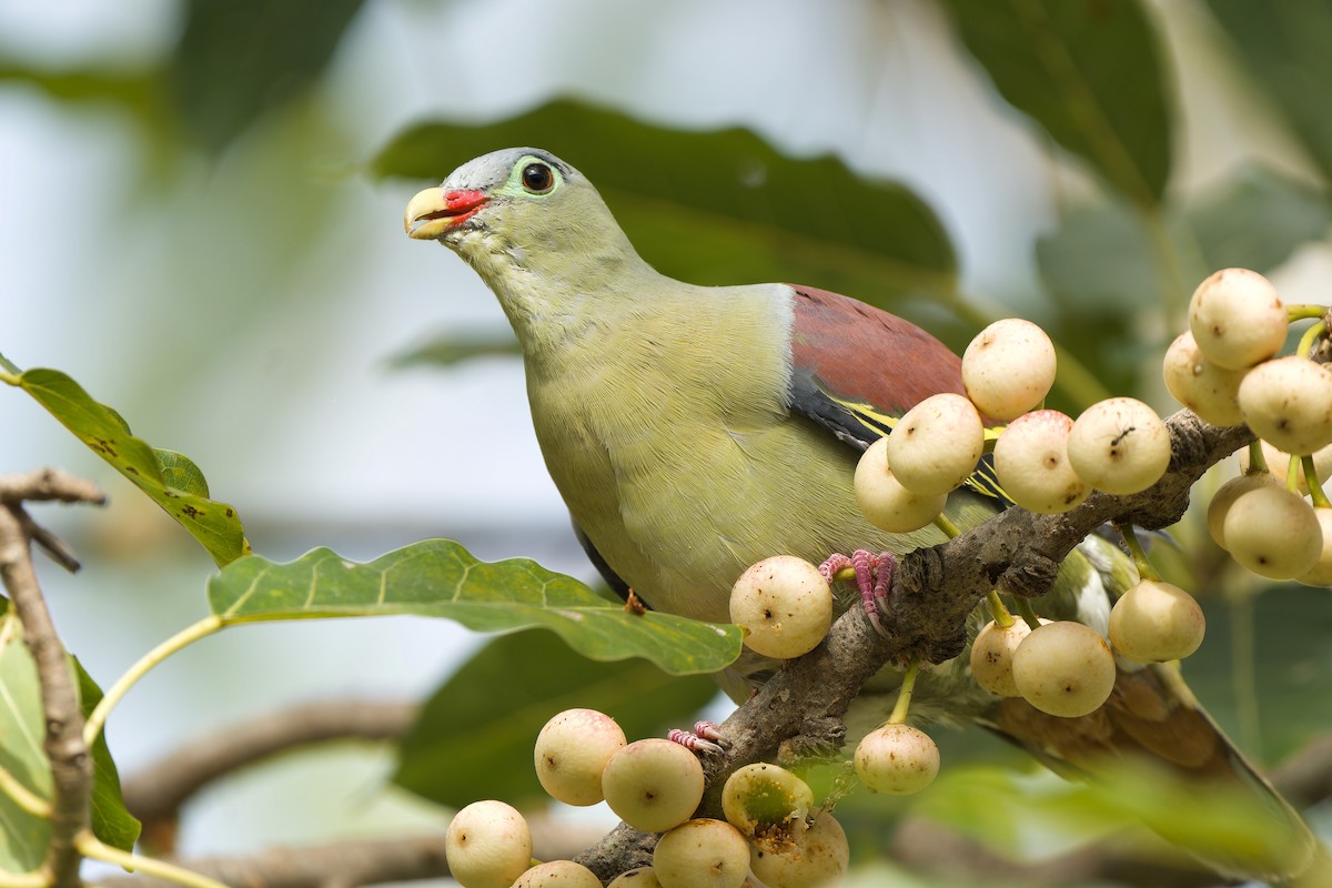 Thick-billed Green-Pigeon - ML589687541