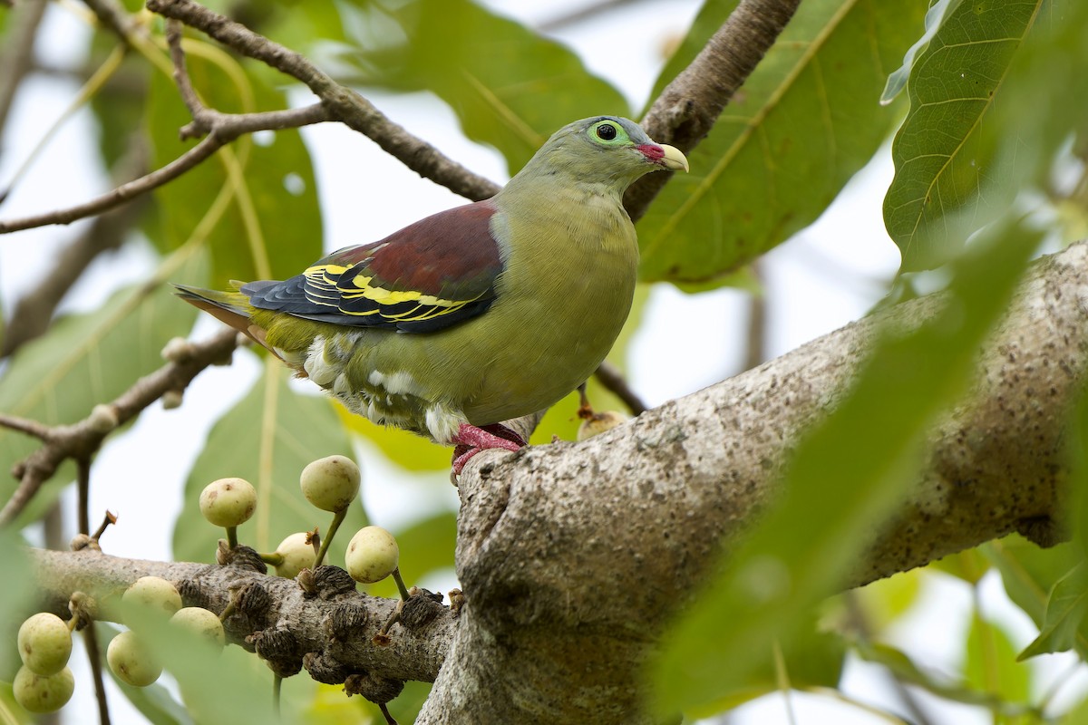 Thick-billed Green-Pigeon - ML589687601