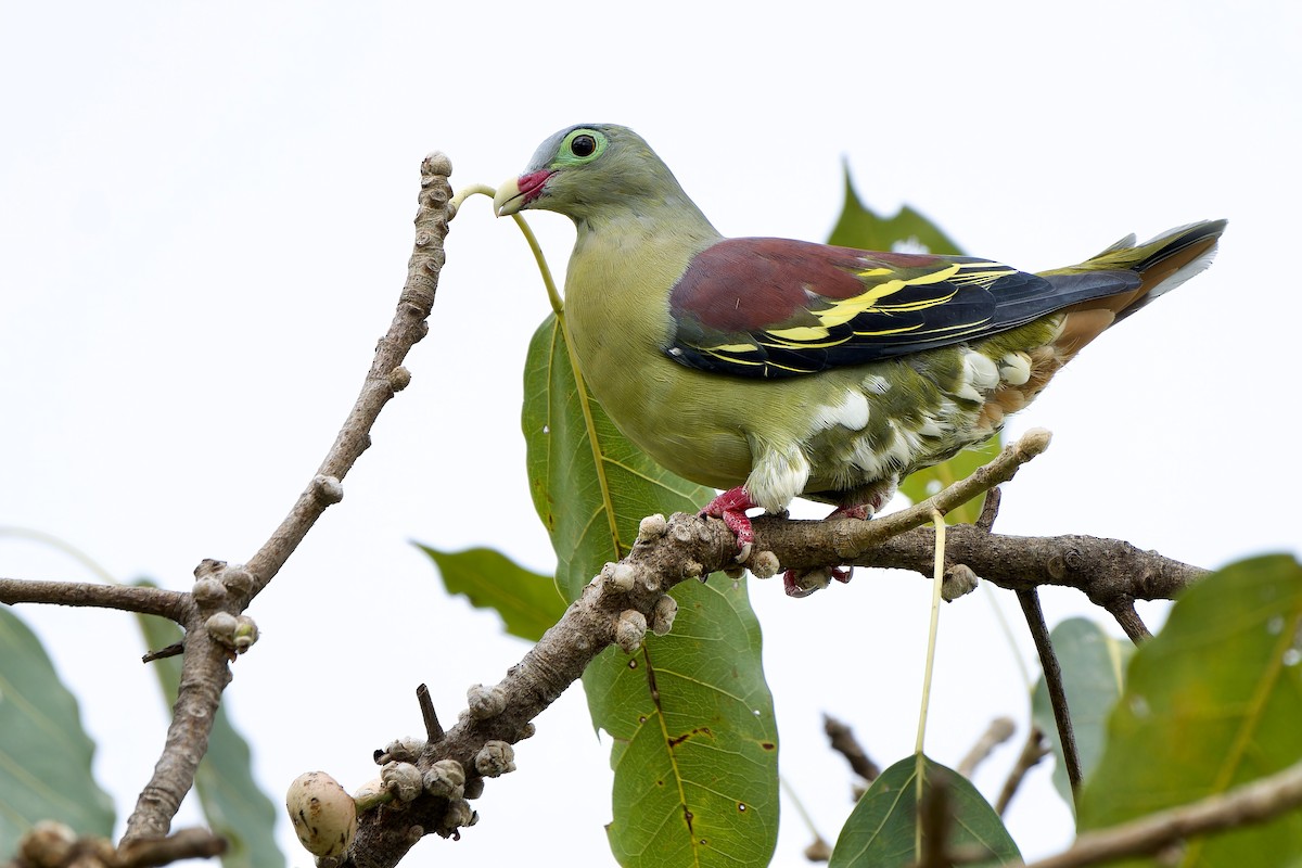 Thick-billed Green-Pigeon - ML589687621