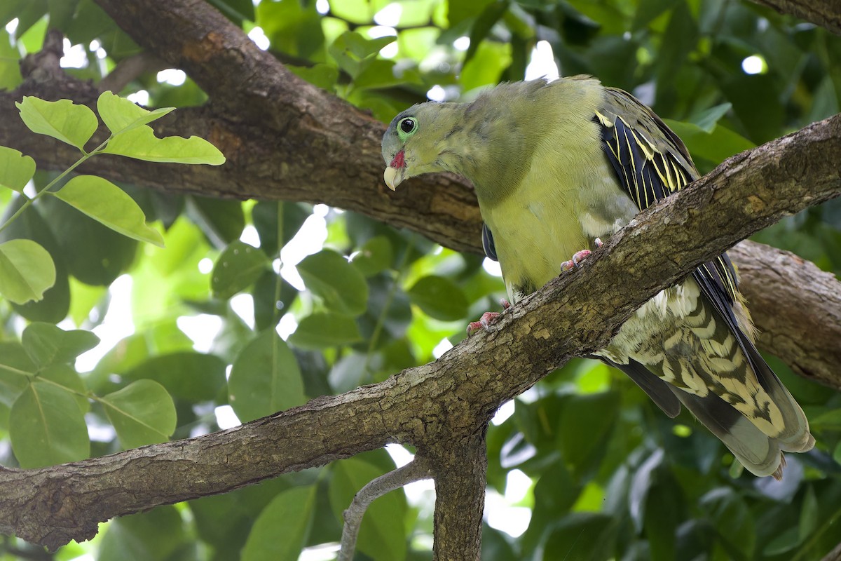Thick-billed Green-Pigeon - ML589687641