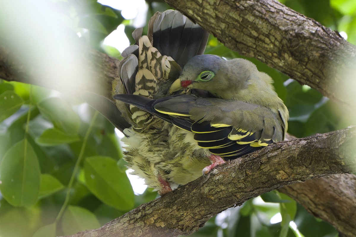 Thick-billed Green-Pigeon - ML589687661
