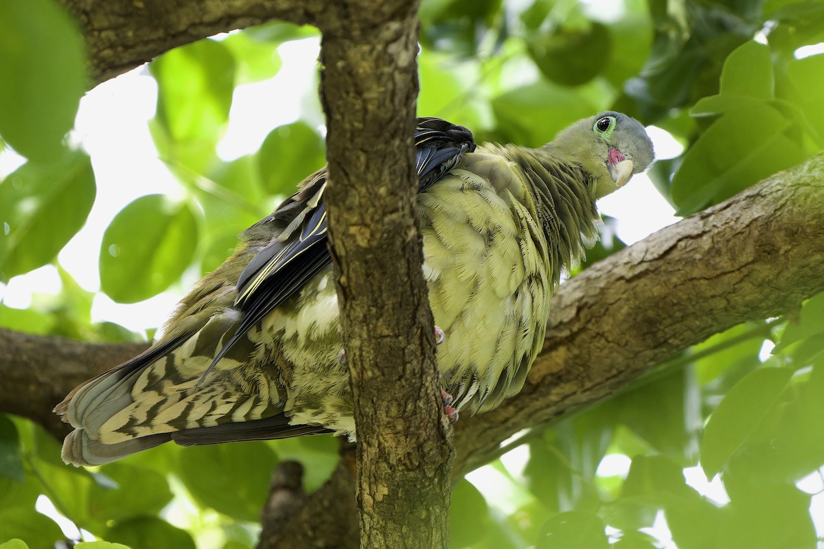 Thick-billed Green-Pigeon - ML589687671