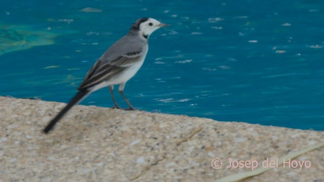 White Wagtail (White-faced) - ML589687811