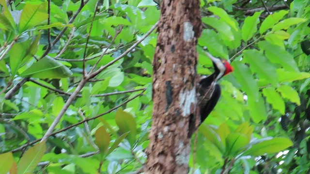 Crimson-crested Woodpecker - ML589688811