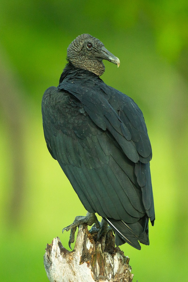 Black Vulture - ML589688851