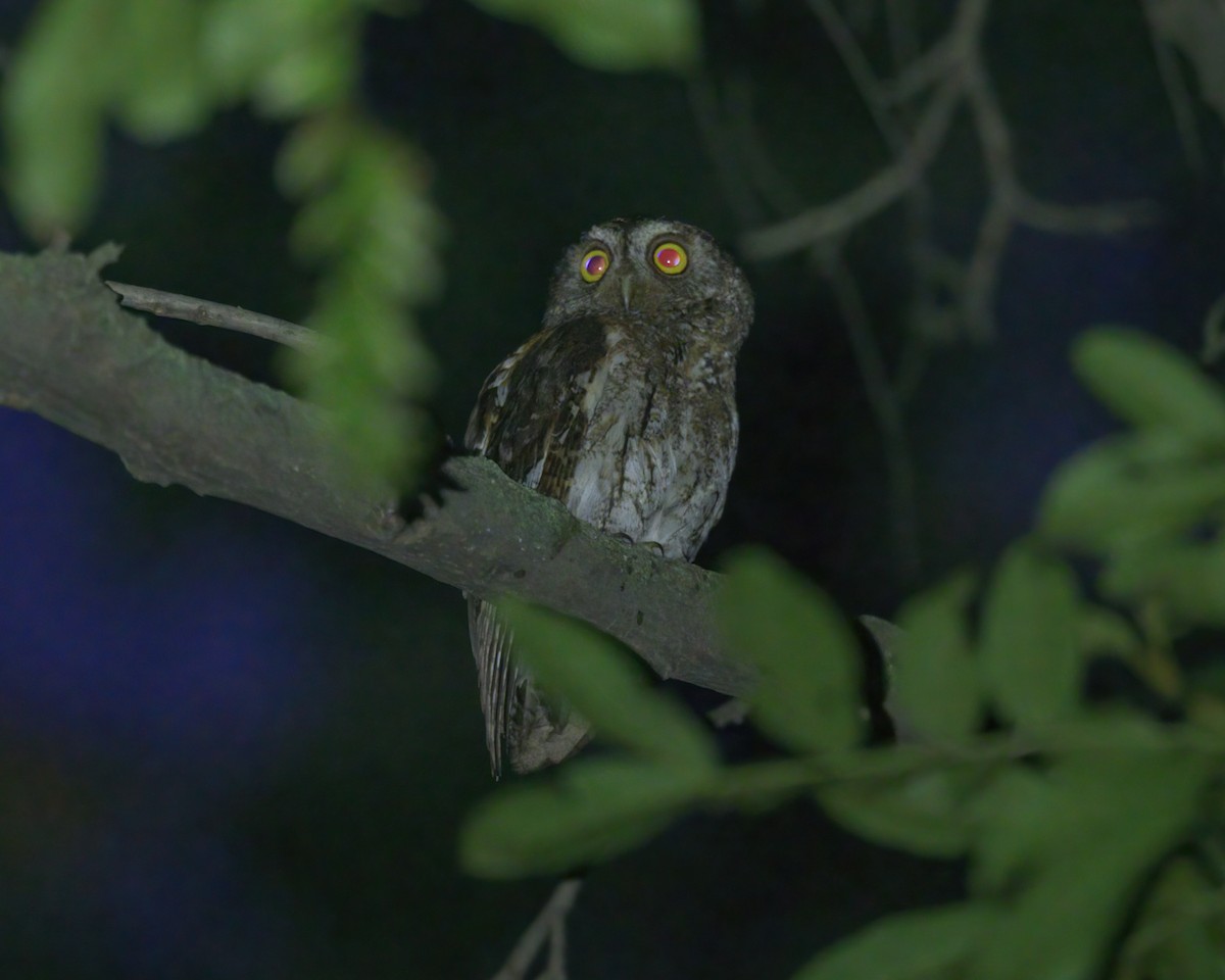 Oriental Scops-Owl (Oriental) - ML589694171