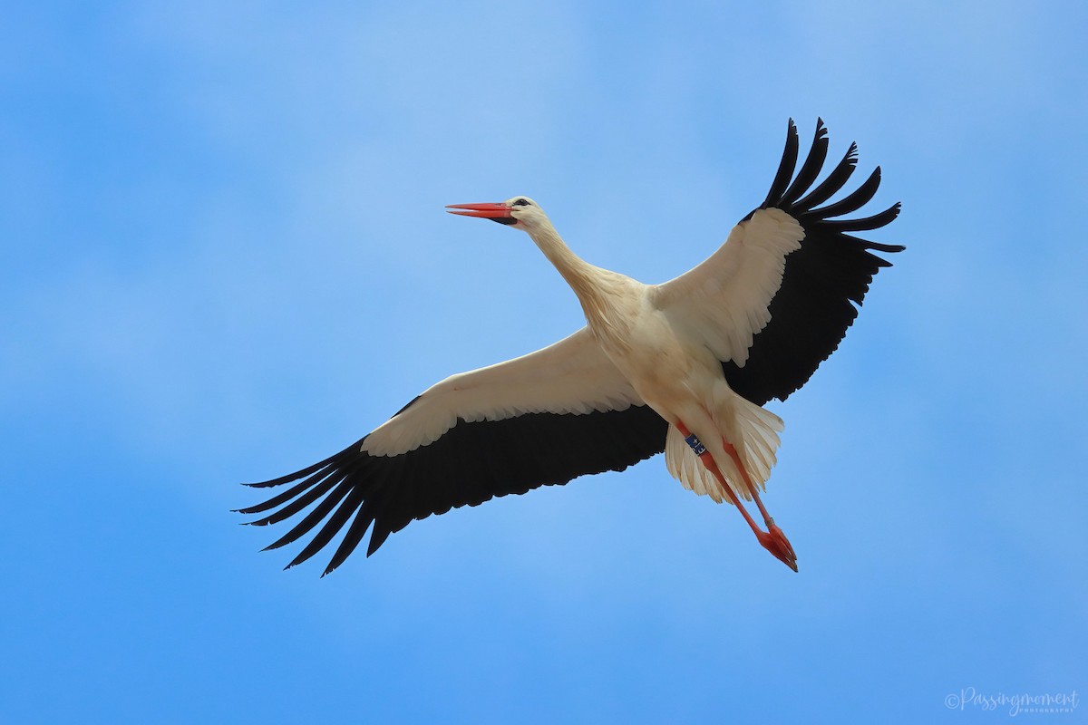 White Stork - ML589698231