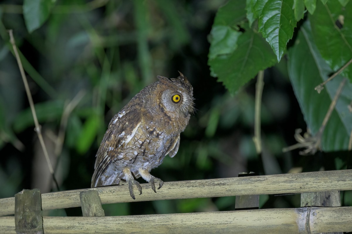 Oriental Scops-Owl - ML589701251