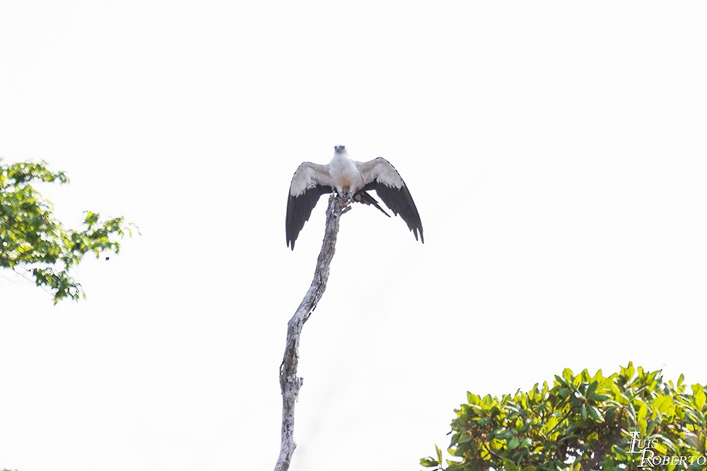 Swallow-tailed Kite - Luis Roberto da Silva