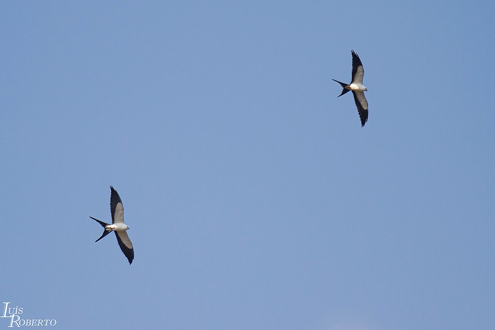 Swallow-tailed Kite - ML589701421