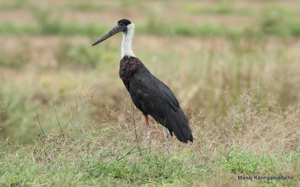 Asian Woolly-necked Stork - Manoj Karingamadathil