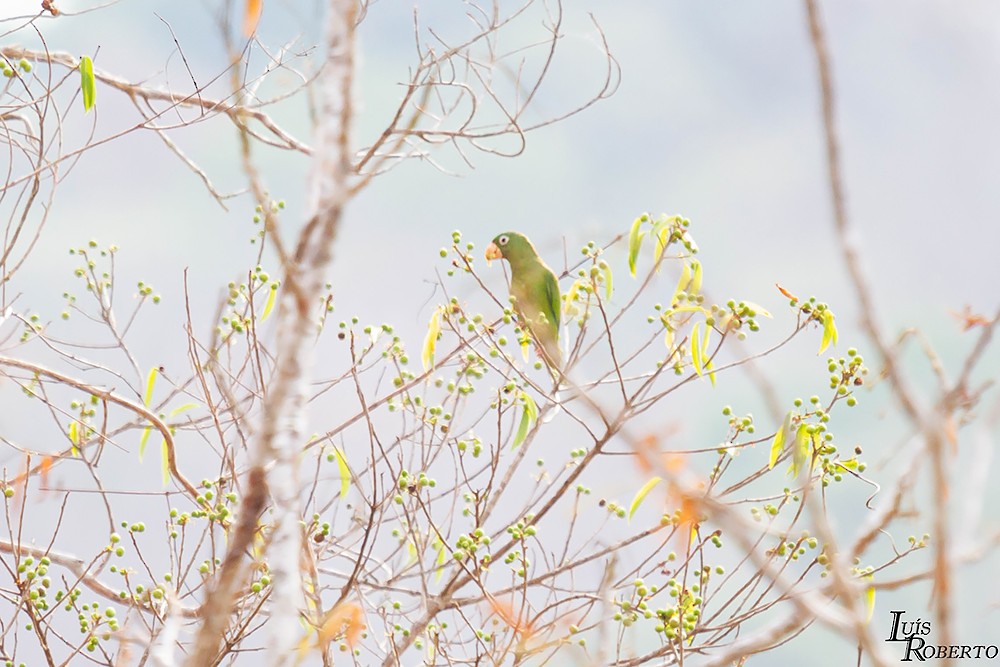 Golden-winged Parakeet - Luis Roberto da Silva