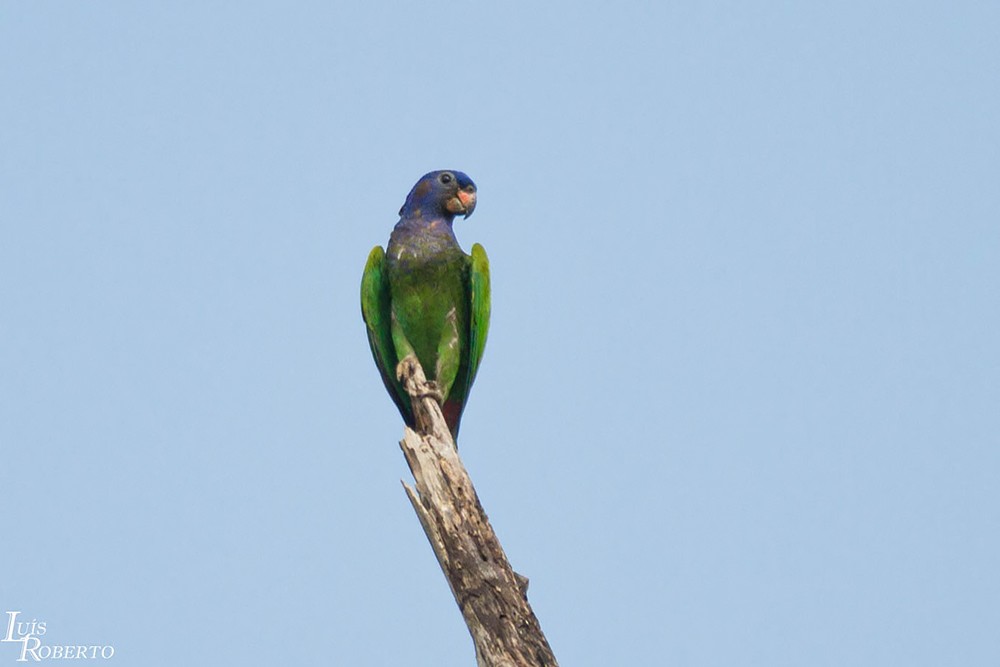 Blue-headed Parrot (Blue-headed) - Luis Roberto da Silva