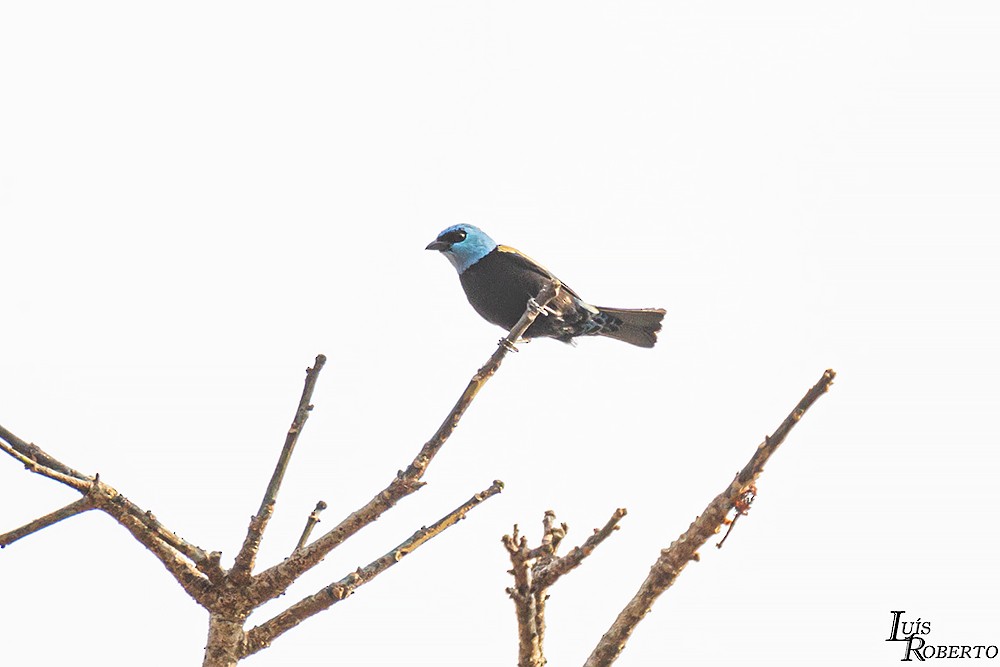 Blue-necked Tanager - ML589702771