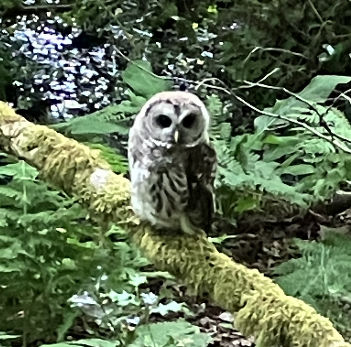 Barred Owl - ML589703511