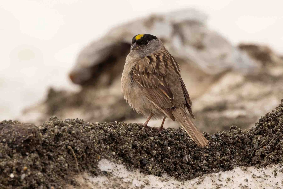 Golden-crowned Sparrow - Ann Van Sant