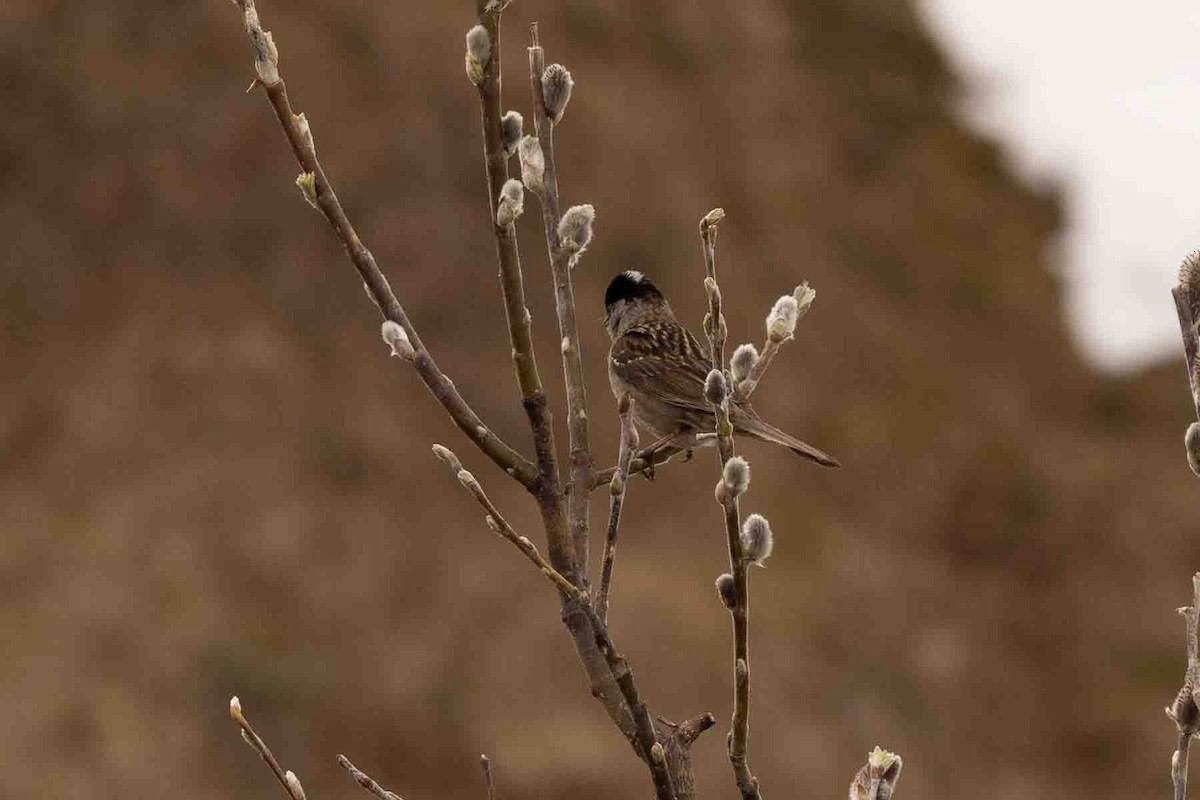 Golden-crowned Sparrow - Ann Van Sant